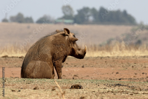 Warthog, Phacochoerus aethiopicus
