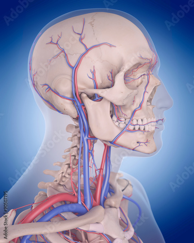 medically accurate illustration of the circulatory system - neck photo