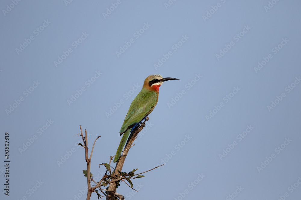 White-fronted bee-eater, Merops bullockoides White-fronted bee-eater, Merops bullockoides
