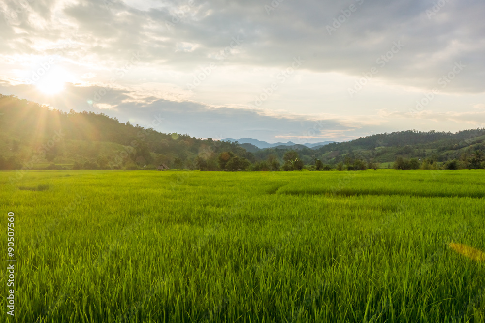 Green rice fields at dawn