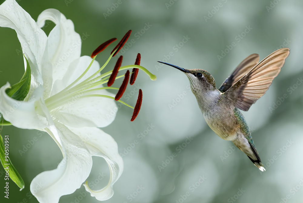 Naklejka premium Hummingbird (archilochus colubris) hovering next to a pretty lil