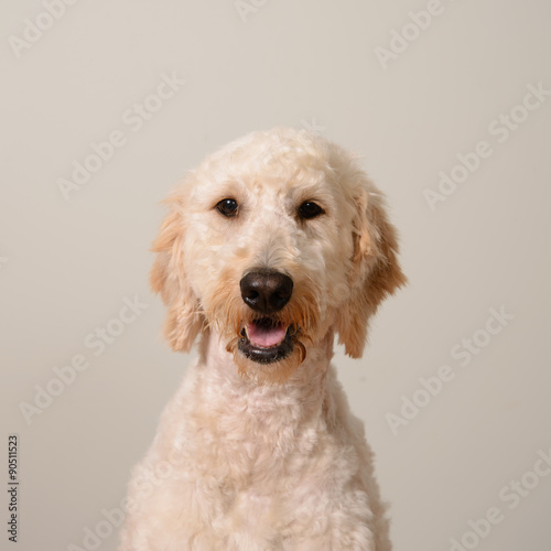 Goldendoodle