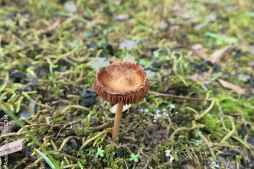 きのこ a mushroom