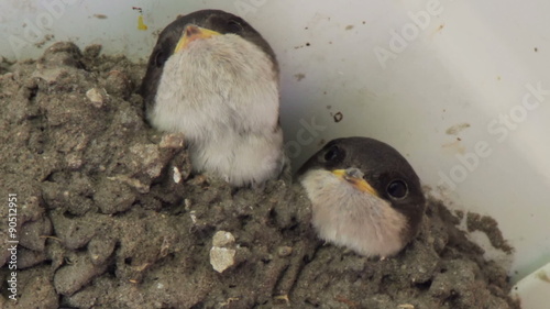 Swallow chicks in the nest. Swallow feeding chicks. photo