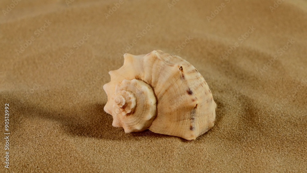 Side of usual marine seashell on sand, rotation, close up Side of usual marine seashell on sand, rotation, close up