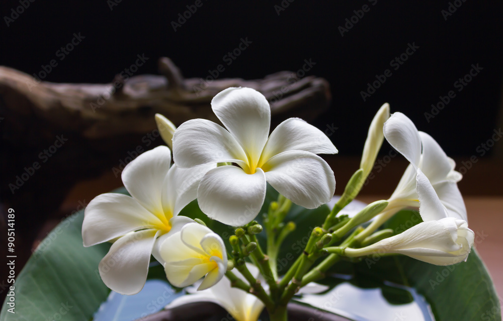 Naklejka premium classic gallery style of beautiful charming white flower plumeria floated on water with vintage background