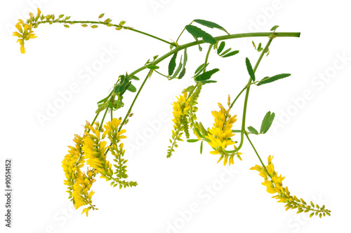 Medicinal plant: Melilotus officinalis (Yellow Sweet Clower)