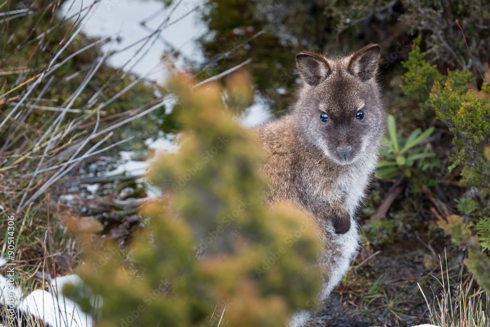 Obraz premium Wallaby in the snow at Mt Field National Park