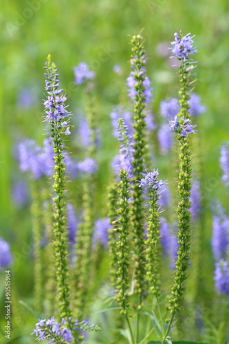 Veronica sibirica. Plant in the summer afternoon