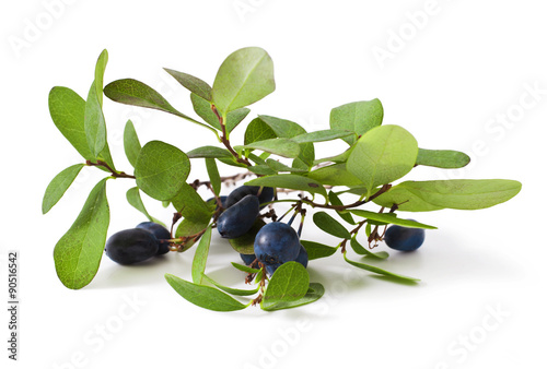 bog bilberry with leaves on a white background ( Vaccinium uliginosum )