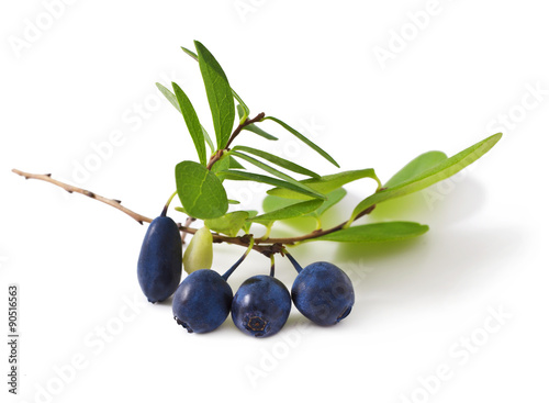 bog bilberry with leaves on a white background ( Vaccinium uliginosum )