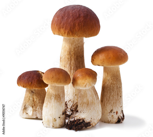 Group boletus mushroom isolated on white background