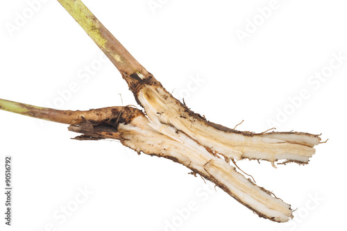 Chicory root sliced