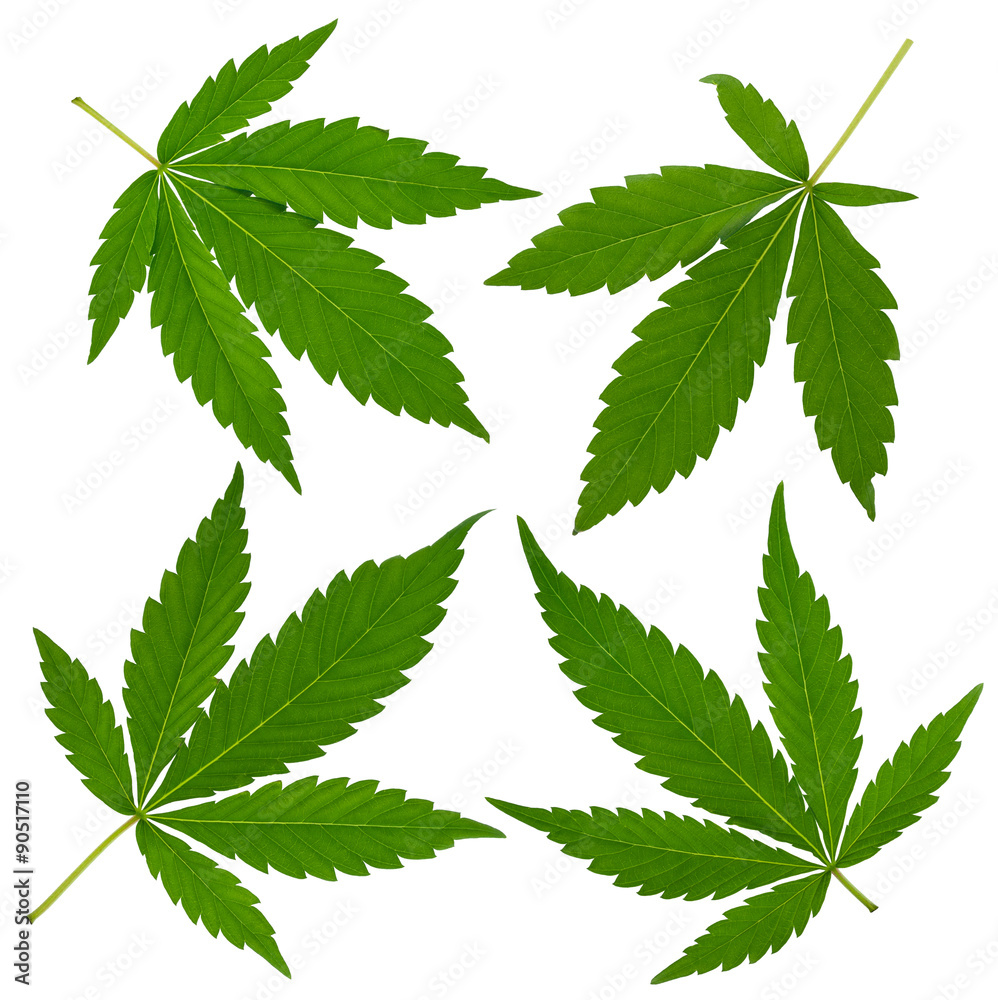 Cannabis leafs Cannabis leafs
