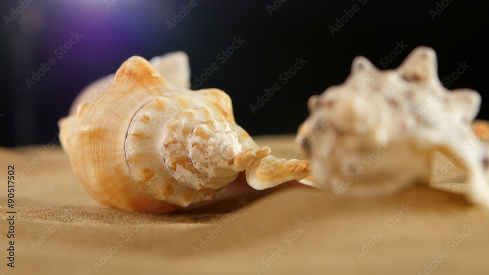 Different sea shellsand starfish on beach sand, black, rotation Different sea shellsand starfish on beach sand, black, rotation