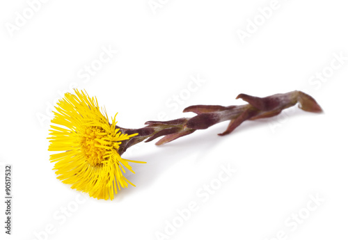 Flower of coltsfoot (Tussilago farfara) 