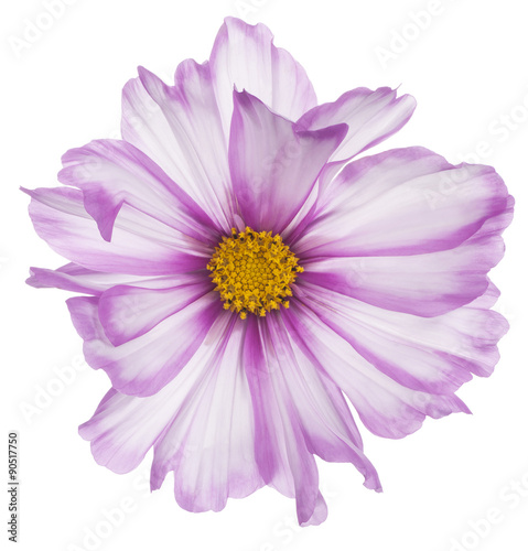 Fototapeta Naklejka Na Ścianę i Meble -  cosmos flower