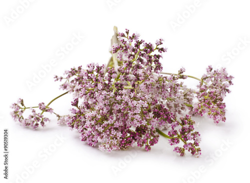 Valerian herb flower sprigs on a white background  photo