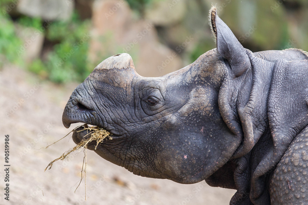 Fototapeta premium Close-up of an Indian rhino