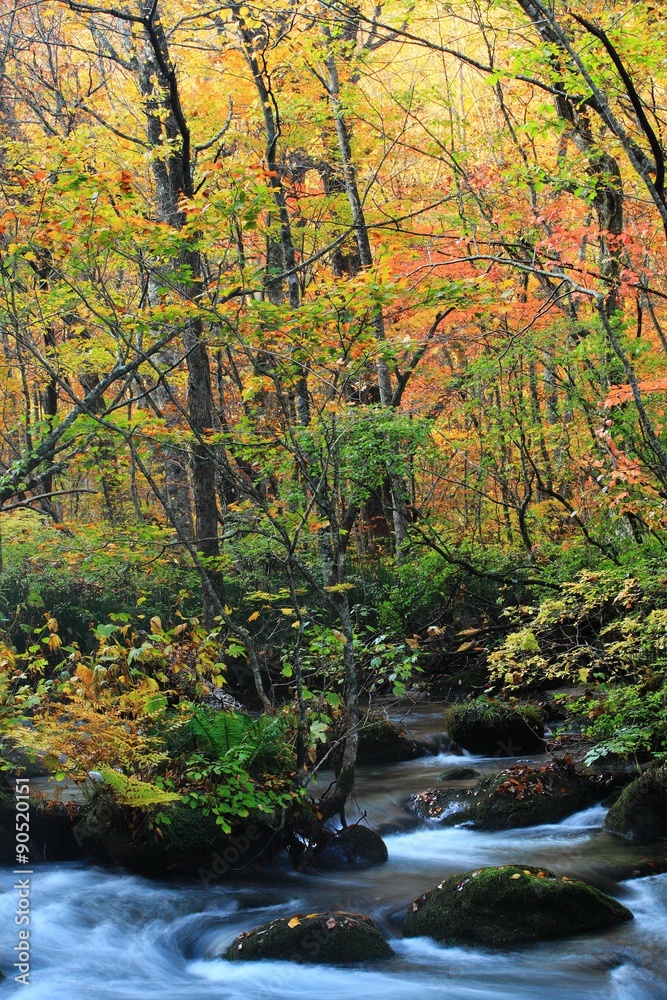 青森県十和田　紅葉の奥入瀬渓流