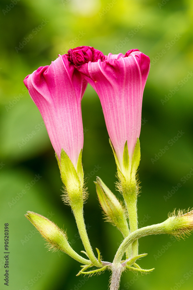 Ipomoea purpurea. Flores cerradas de Dondiego de día, Campanilla morada.  Stock Photo | Adobe Stock