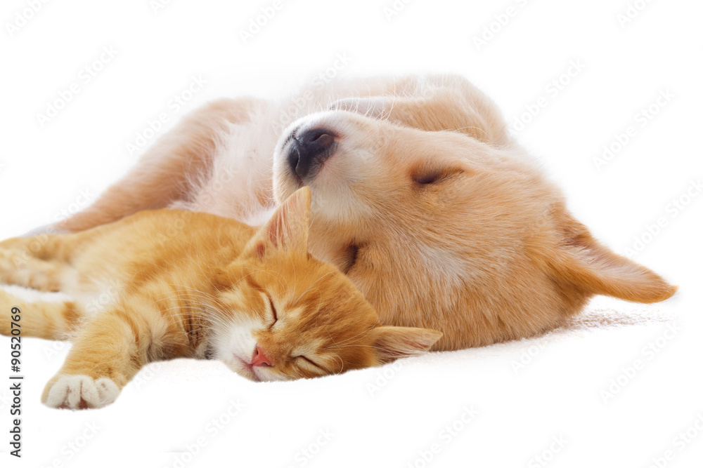 Fototapeta premium kitten and puppy