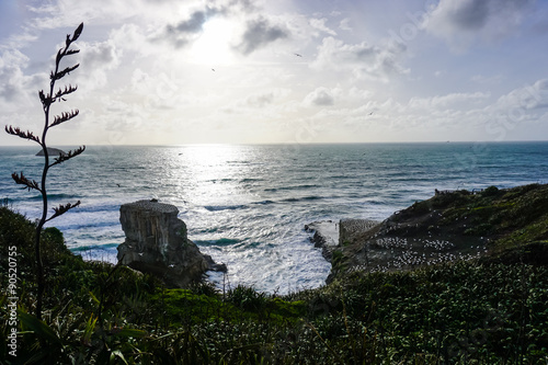 New Zealand coast and native Flax