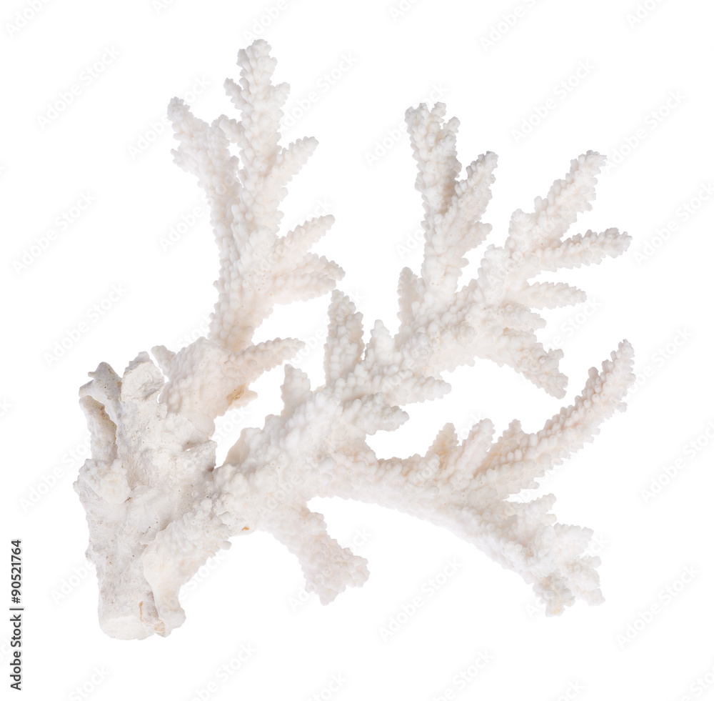 Fototapeta premium white color isolated coral branch