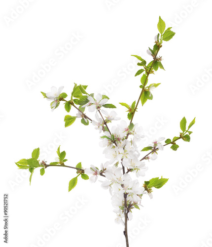 cherry tree blossoming branch with green small leaves