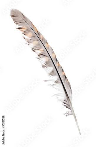 three color forest bird feather