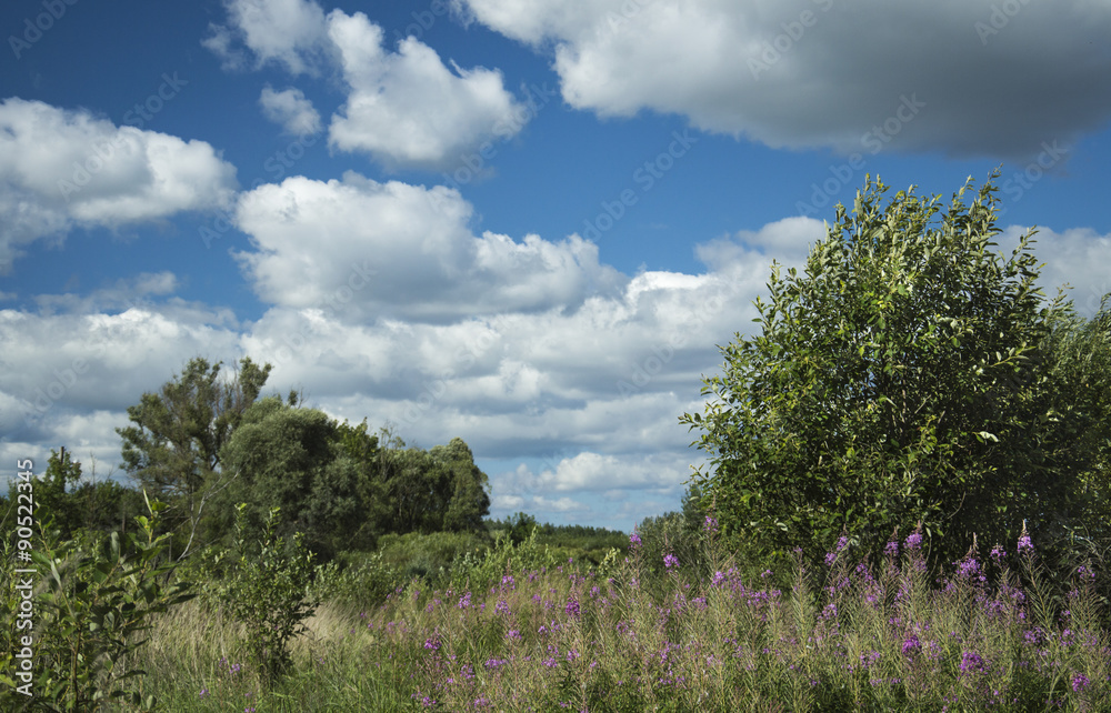 Obraz premium Bushes and blue sky