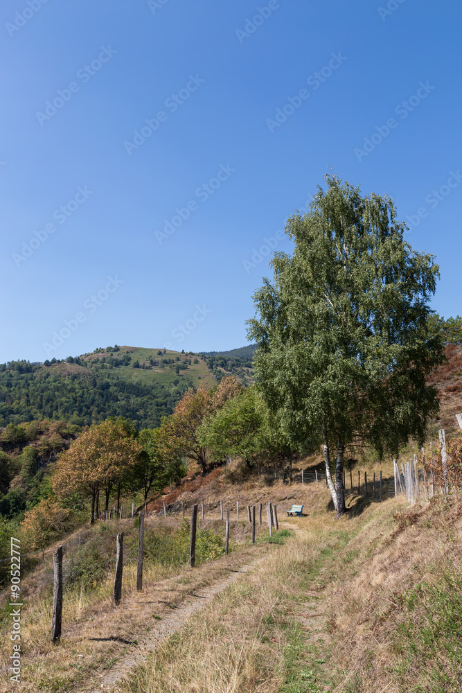 paysage d'Alsace