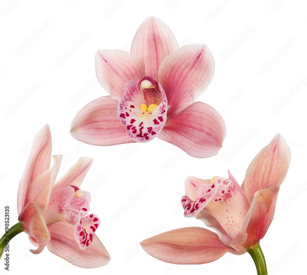 three light pink blooms of orchid on white