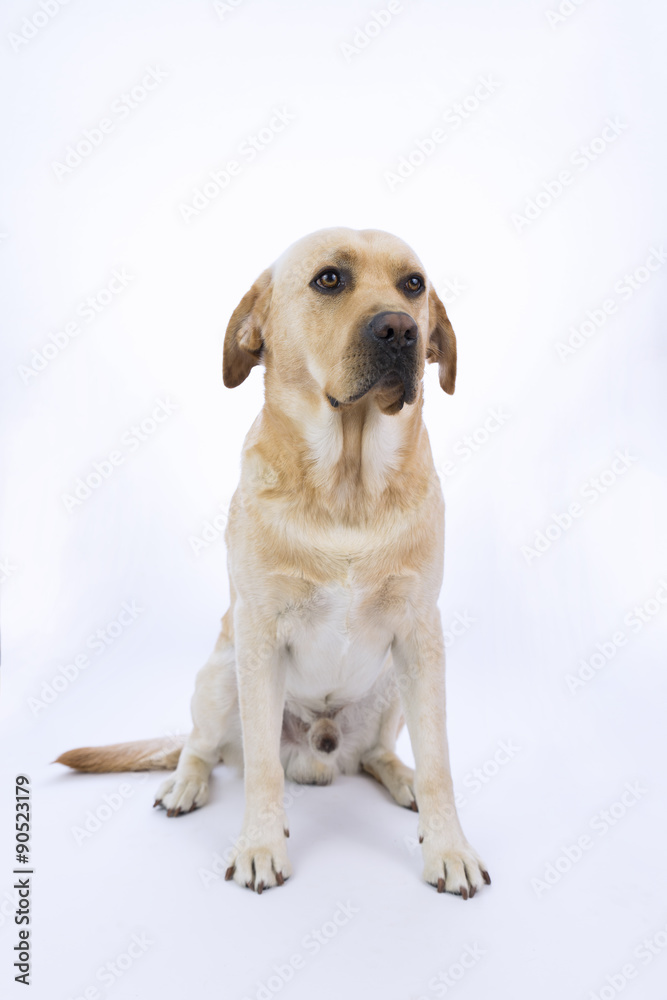 Labrador con orecchie abbassate su sfondo bianco