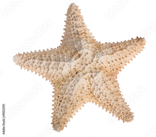 beige starfish isolated on white