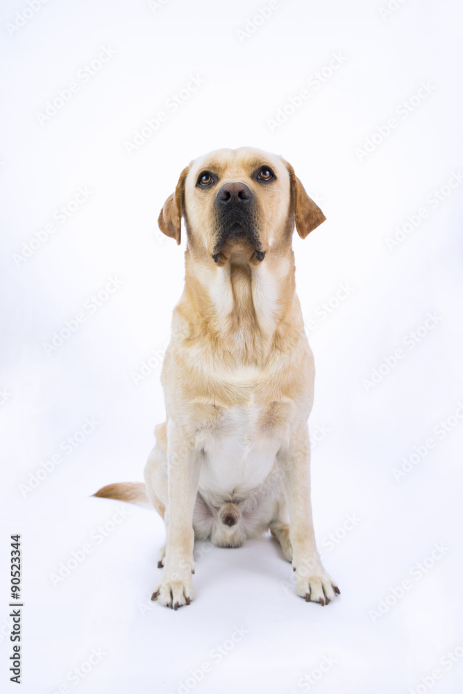 Labrador su sfondo bianco