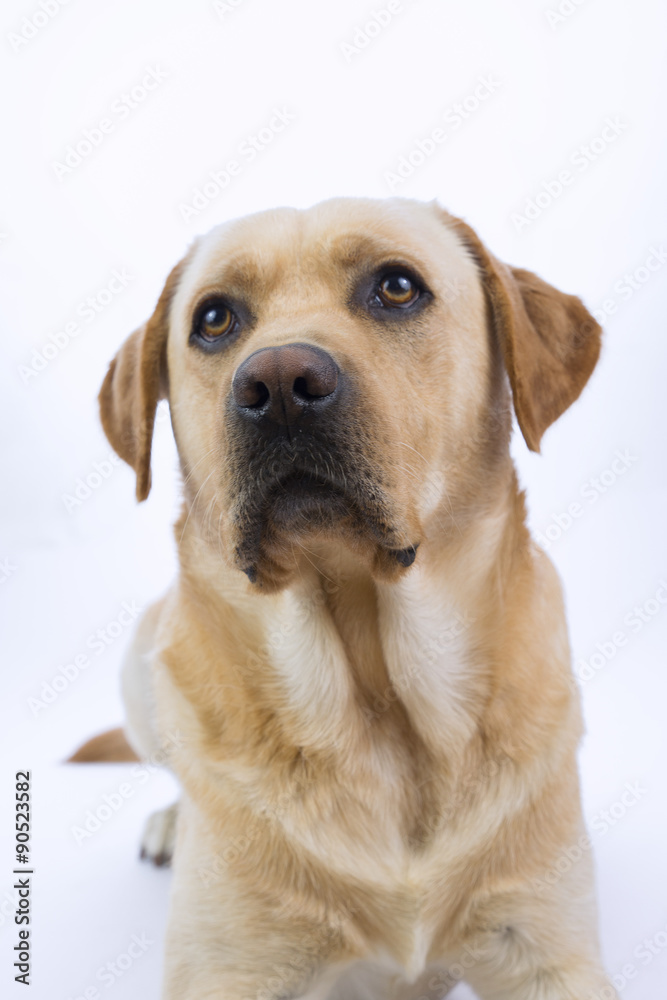 Labrador in primo piano su sfondo bianco