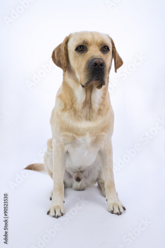 Obraz na płótnie Giovane Labrador su sfondo bianco w salonie