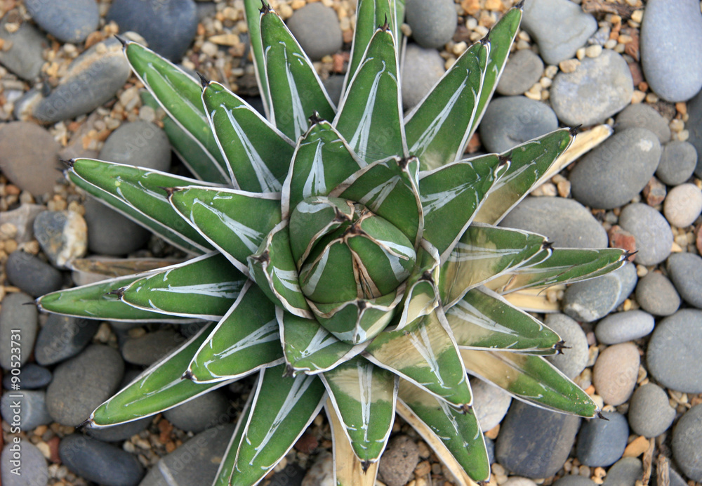 Fototapeta premium Agave / Type of agaves on sandy soil