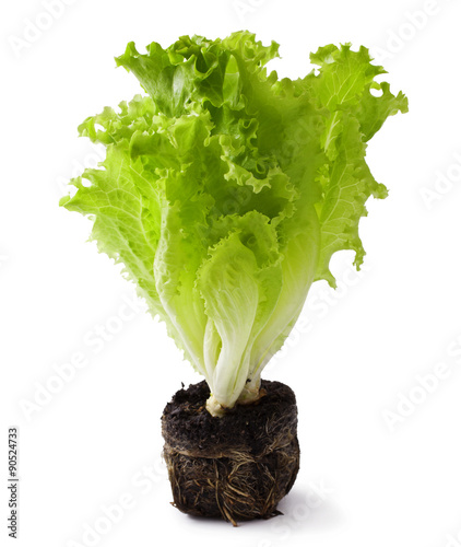 lettuce seedlings on the white background