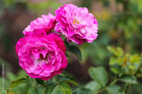 Three pink roses in a garden