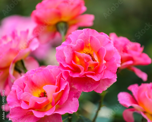Pink and yellow roses in a garden