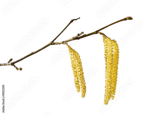 Hazel catkins isolated on white (Corylus avellana)