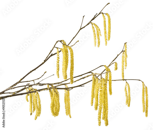 Hazel catkins isolated on white (Corylus avellana) photo