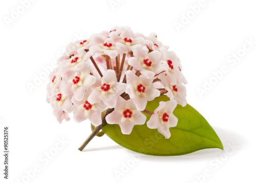 inflorescence of pink hoya carnosa Isolated on a white background