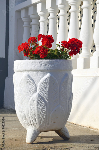 Fototapeta Naklejka Na Ścianę i Meble -  Red geranium flowers in white flowerpot.