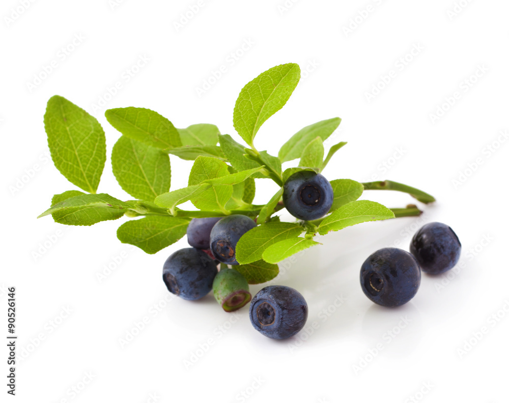ripe fresh blueberry on a white background ripe fresh blueberry on a white background