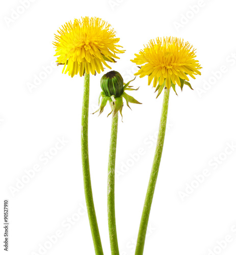Flowers and a bud of dandelion (Taraxacum officinale), isolated on white background
