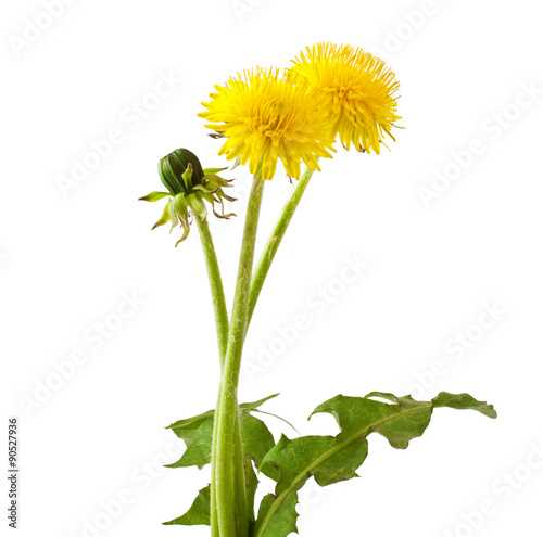 Flowers and a bud of dandelion (Taraxacum officinale), isolated on white background