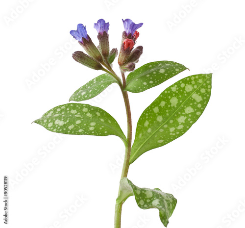 Lungwort medicinal (Pulmonaria officinalis) isolated on white 